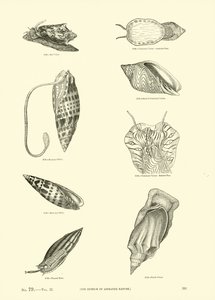 来自动画自然画报博物馆的页面 作者 English School