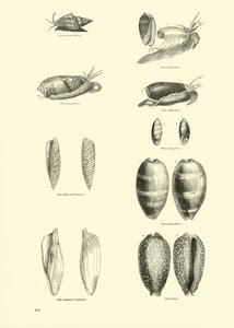来自动画自然画报博物馆的页面 作者 English School