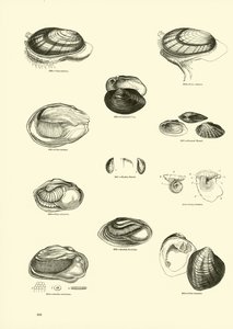 来自动画自然画报博物馆的页面 作者 English School
