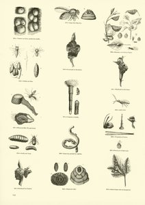 来自动画自然画报博物馆的页面 作者 English School