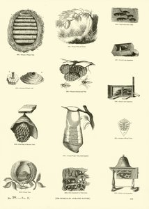 来自动画自然画报博物馆的页面 作者 English School