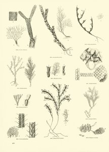 来自动画自然画报博物馆的页面 作者 English School