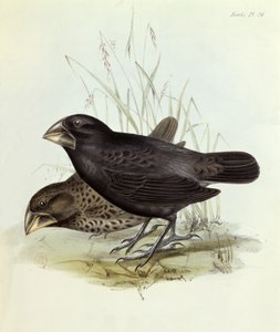 一对Geospiza Magnirostris，来自HMS Beagle的航行动物1832-36，由Charles Darwin（1809-92），1840年伦敦 作者 英语学校