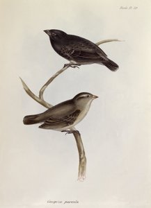 一对Geospiza Parvula，来自HMS Beagle航行动物学的插图，1832-36，作者：Charles Darwin（1809-92），1840 作者 英语学校
