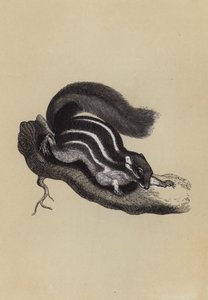 棕榈松鼠（彩色印刷版） 作者 英语学校