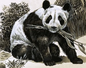 熊猫 作者 英语学校