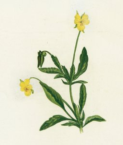 Pansy，或Heartsease，Viola Tricolor 作者 英语学校