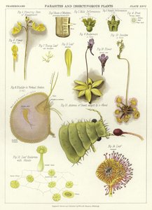 寄生虫和食虫植物 作者 English School