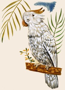 鹦鹉 作者 英语学校