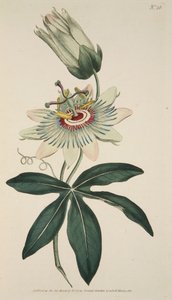 西番莲（Passiflora Coerulea） 普通西番莲，出版。1786年手绘版画。 作者 英语学校