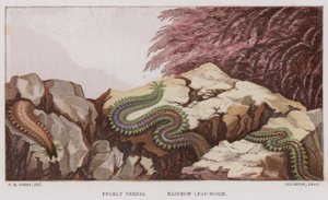 珍珠霓虹叶虫（彩色石版画） 作者 英语学校