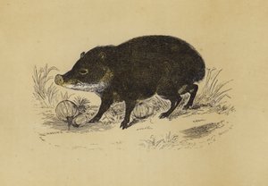 山雀（彩色平版） 作者 英语学校