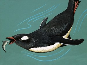 企鹅捕鱼 作者 英语学校