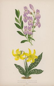 Pentstemon Crassifolium；Erythronium Americanum（彩色石版画） 作者 英语学校