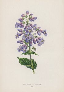 Pentstemon Ovatum（彩色平版） 作者 英语学校