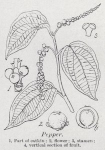胡椒粉（平版 作者 英语学校