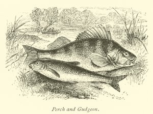 鲈鱼和Gudgeon 作者 英语学校