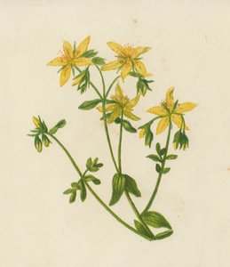 穿孔圣约翰草，穿孔金丝桃（彩色石版画） 作者 英语学校