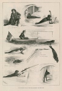 在皇家水族馆进行密封 作者 英语学校