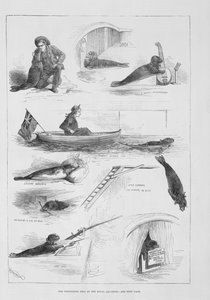 在皇家水族馆进行密封 作者 英语学校