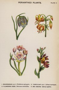 被子植物（彩色石版画） 作者 英语学校