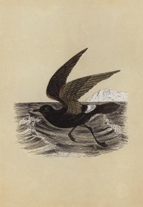 海燕（彩色印刷） 作者 英语学校