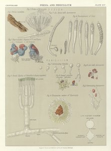 Peziza和Penicillium 作者 英语学校