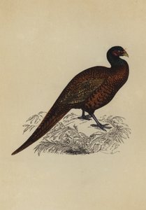 野鸡（彩色印刷） 作者 英语学校