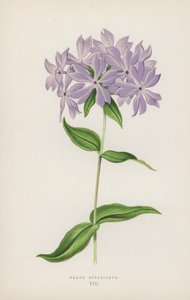 Phlox Divaricata（彩色平版） 作者 英语学校