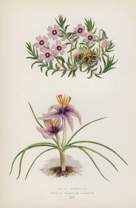 Phlox Subulata；Crocus Sativus Graecus（彩色石版画） 作者 英语学校