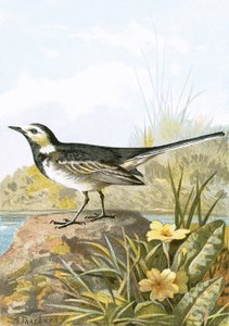 Pied Wagtail 作者 英语学校