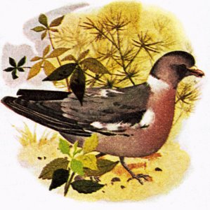 鸽子 作者 英语学校