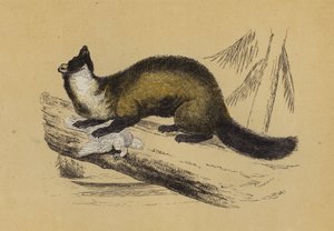 松马腾（彩色印刷） 作者 英语学校