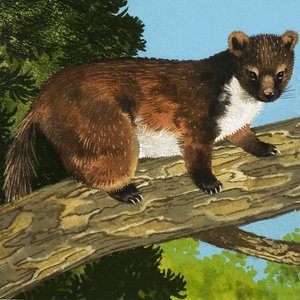 松貂 作者 英语学校
