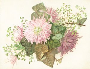 粉红色的花朵（大丽花），卡 作者 英语学校