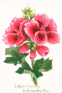 粉红色的花朵，圣诞贺卡 作者 英语学校