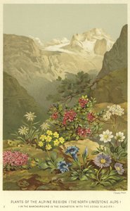 高山地区的植物，北石灰石阿尔卑斯山 作者 英语学校