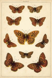我们国家的蝴蝶和飞蛾的盘子（chromolitho） 作者 英语学校