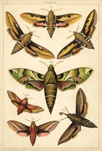 我们国家的蝴蝶和飞蛾的盘子（chromolitho） 作者 英语学校