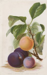 李子 作者 英语学校