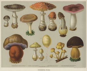 有毒的真菌（彩色印刷品 作者 英语学校