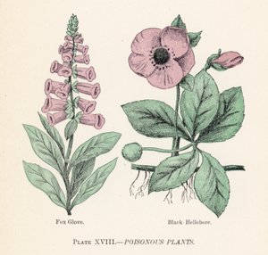 有毒植物（彩色印刷品 作者 英语学校