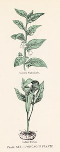 有毒植物（彩色印刷品） 作者 英语学校