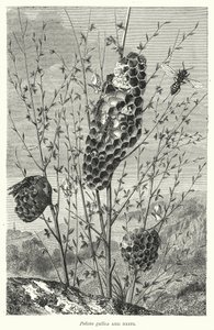 Polistes gallica 和鸟巢（雕刻） 作者 英语学校