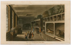 Politos Royal Menagerie，Exeter Change，Strand 作者 英语学校