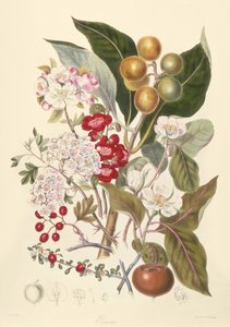 苹果部落的Pomaceae 作者 英语学校