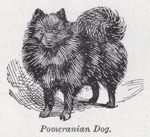 博美犬（石版画） 作者 英语学校