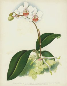 中间蝴蝶植物，蝴蝶兰Intermedia，var Portei的各种各样的Portesi 作者 英语学校