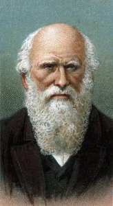 查尔斯-罗伯特-达尔文(1809-1882)的肖像 - 来自 "人类领袖 "系列 - 色版画 - 英国学校，20世纪 作者 英语学校