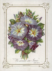 诗句的花朵 作者 英语学校